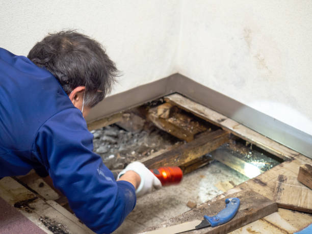 Best Mold Testing and Inspection Services in Floral Park, NY