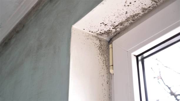 Best Emergency Mold Remediation in Floral Park, NY